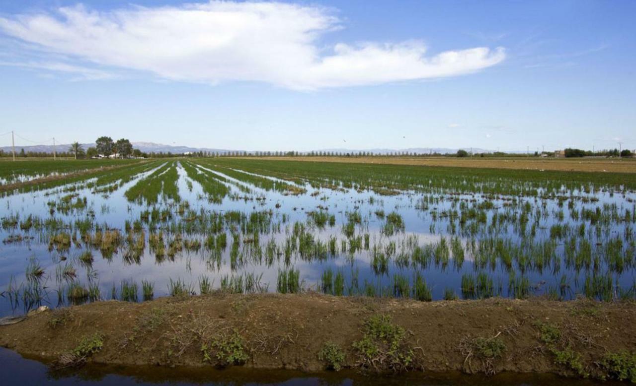 Mi Apartamento En El Delta Del Ebro+ Deltebre Bagian luar foto